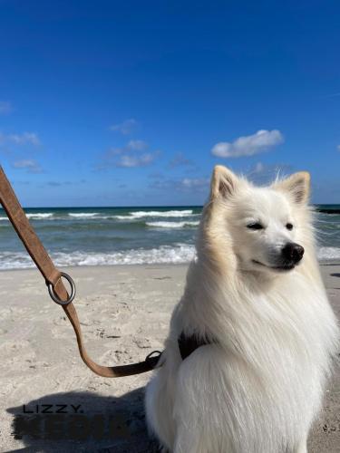 Dog-Beach-4